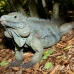 iguana_blue_qebp_gc_h_0205_cay0682.jpg